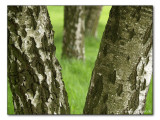 Birken / birch trees