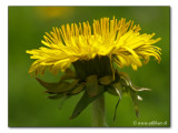 Loewenzahn / Dandelion / Taraxacum officinale