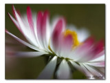 Gänseblümchen im Wind / daisy in the wind