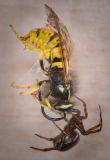 spiderandwasp.jpg