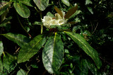 rhodo7D.jpg