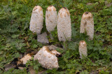 shaggyinkcaps.jpg