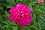 Peony