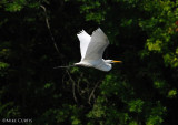 Great White Egret