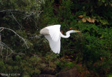Great White Egret