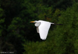 Great White Egret