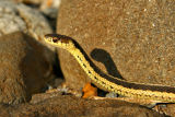 COULEUVRE RAYE / GARTER SNAKE