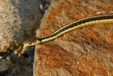 COULEUVRE RAYE / GARTER SNAKE