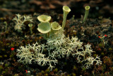 LICHEN / MACRO MICRO