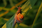 ESCARGOT / SNAIL / COLIMAON