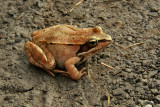 * GRENOUILLE DES BOIS /  * WOOD FROG