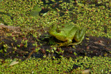 OUAOUARON / BULLFROG