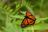 Papillons / Butterflys