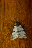 PAPILLON DAUTOMNE 2 (Oligia latruncula) ?