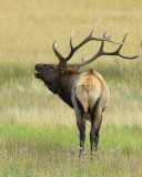 Elk in RMNP Fall 2007
