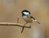 coal tit