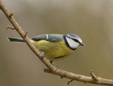 blue tit