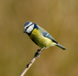 Blue tit