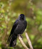 Jackdaw