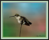 Female Ruby Throat Hummingbird / Her Favorite Branch