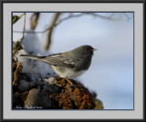 Junco