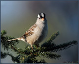 White Crowned Sparrow