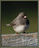    Junco