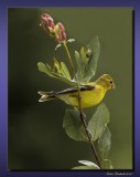 Female American Goldfinch