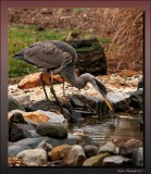 Great Blue Heron Having  A Late Breakfeast