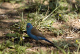 Blue-capped Cordon Bleu