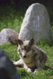 Wolf 7.jpg