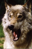 Wolf-4.jpg