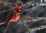 Cardinal, Northern IMG_5006.jpg