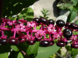 unes floretes pel cam