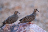  mourning doves