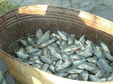 Bucket of tilapia.jpg