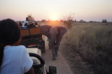 Elephant walk.JPG