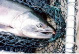 A nice coho sampled at the weir.jpg