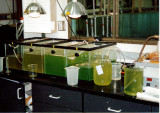 Algae cutlures feed rotifers and brine shrimp.jpg