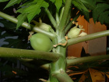 Female flower and beginning fruit