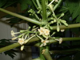Male flowers