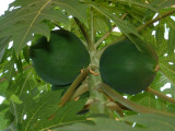 Female fruit