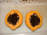 Ripe female fruit