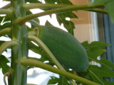 Hermaphrodite fruit