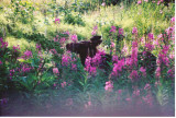 Moose calf in fireweed.jpg