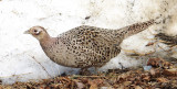 Lost female ringneck pheasant