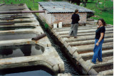 Riverine Farms tilapia ponds