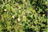 lantana.jpg