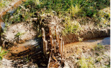 Rock crib  flter kept unwanted wild fish out of ponds.