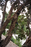 Where is the blue-headed agama?